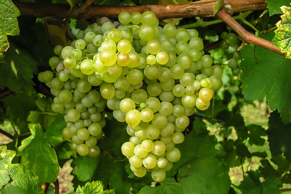 The winery works exclusively with “Glera” grapes